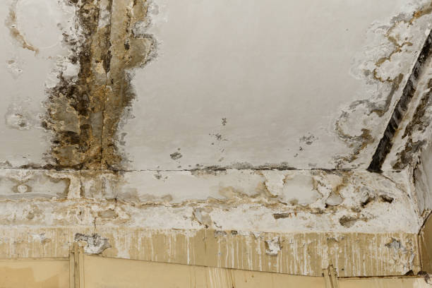 Environmental Consulting for Mold Prevention in North Spearfish, SD