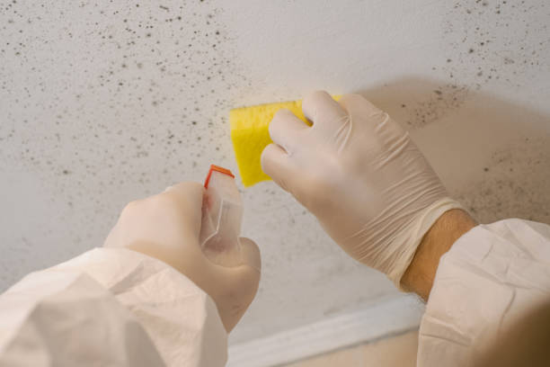 Best Real Estate Mold Inspection  in North Spearfish, SD