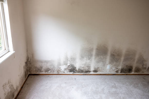 Best Biohazard Mold Removal  in North Spearfish, SD