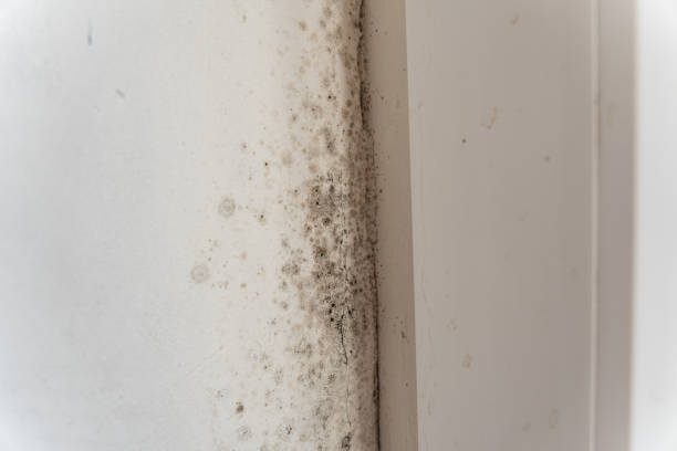 Best Mold Remediation for Healthcare Facilities  in North Spearfish, SD